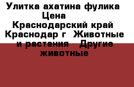 Улитка ахатина фулика › Цена ­ 10 - Краснодарский край, Краснодар г. Животные и растения » Другие животные   